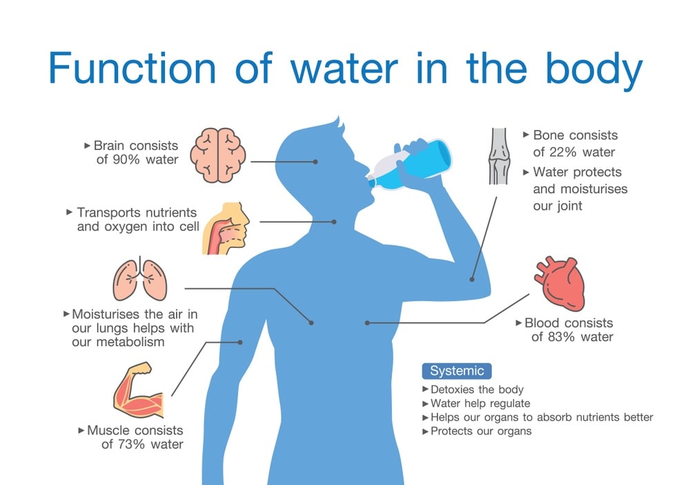 Function of water in the body