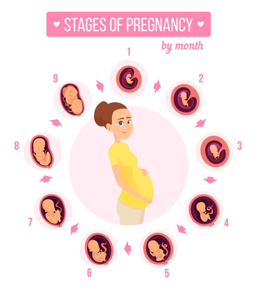 Stages of pregnancy