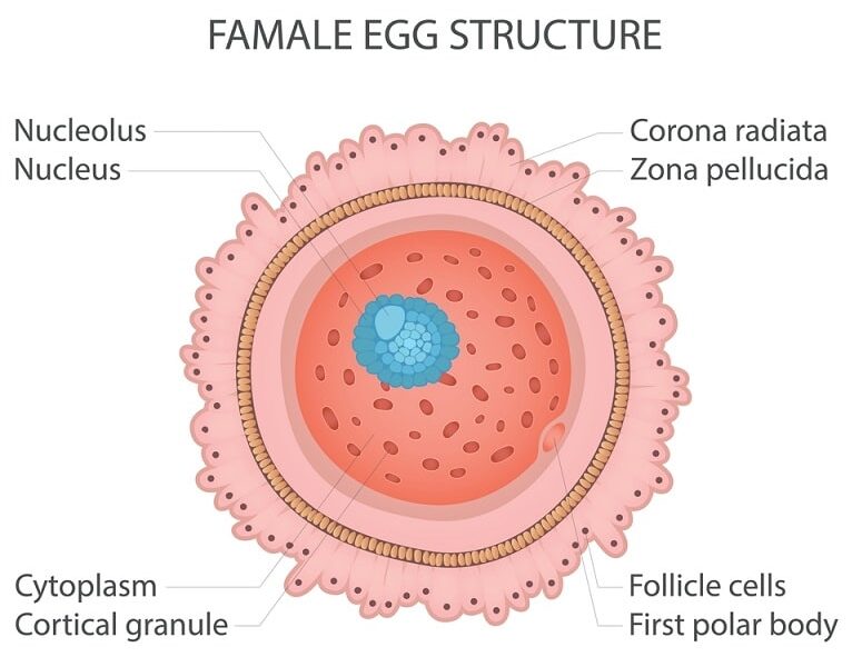 female Egg Structure