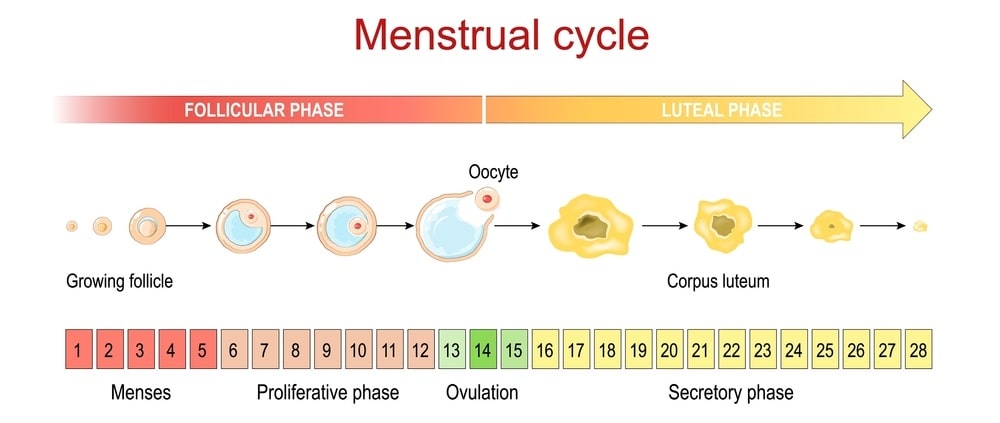 menstrual cyclе